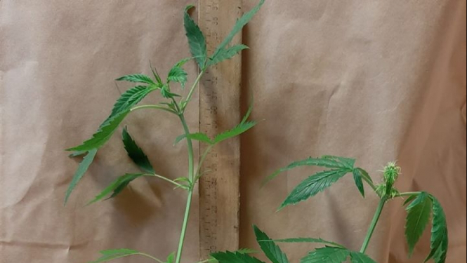 marihuana
