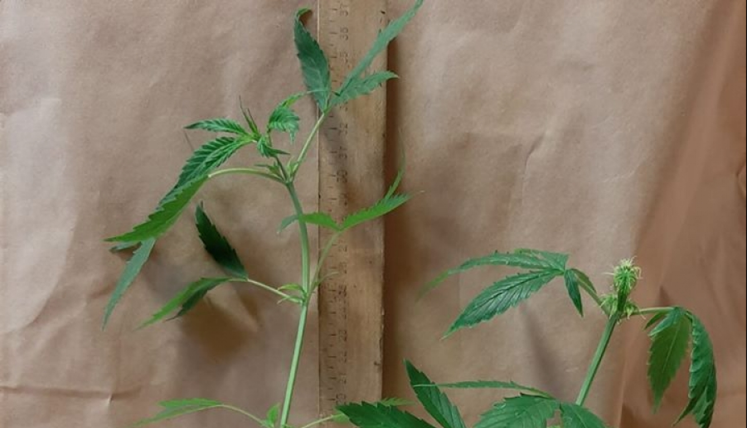 marihuana