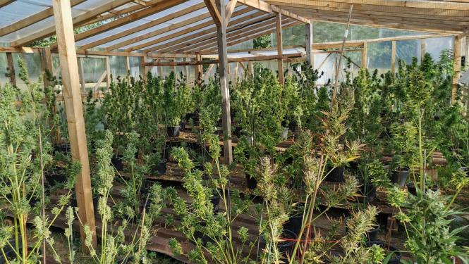 marihuanas audzetava