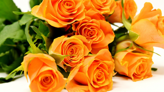 Oranžas rozes un balta fona