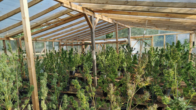 marihuanas audzetava