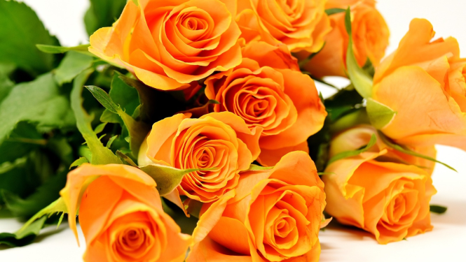 Oranžas rozes un balta fona