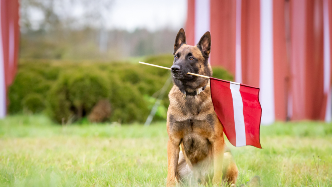 Valsts robežsardzes suns