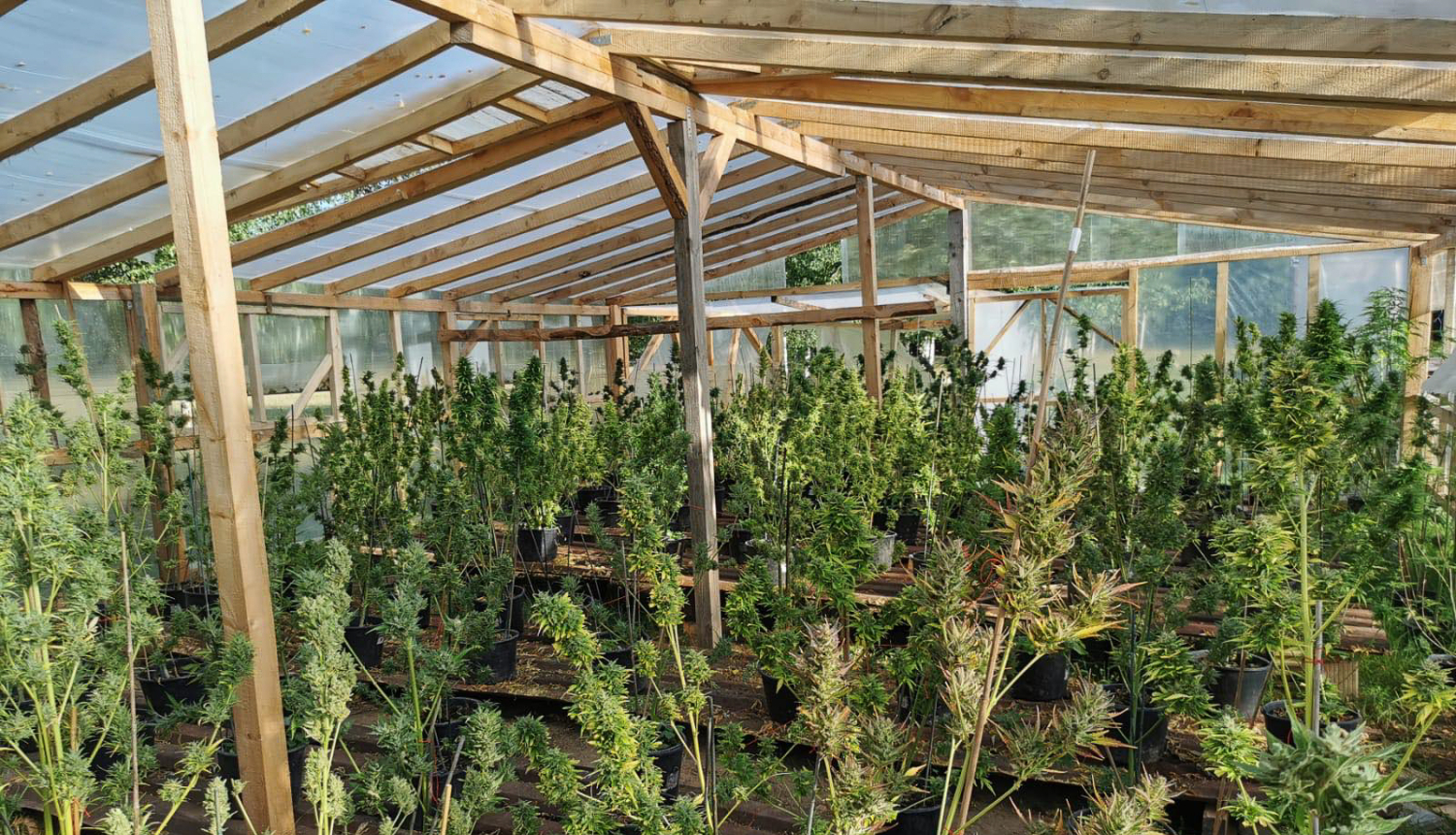 marihuanas audzetava