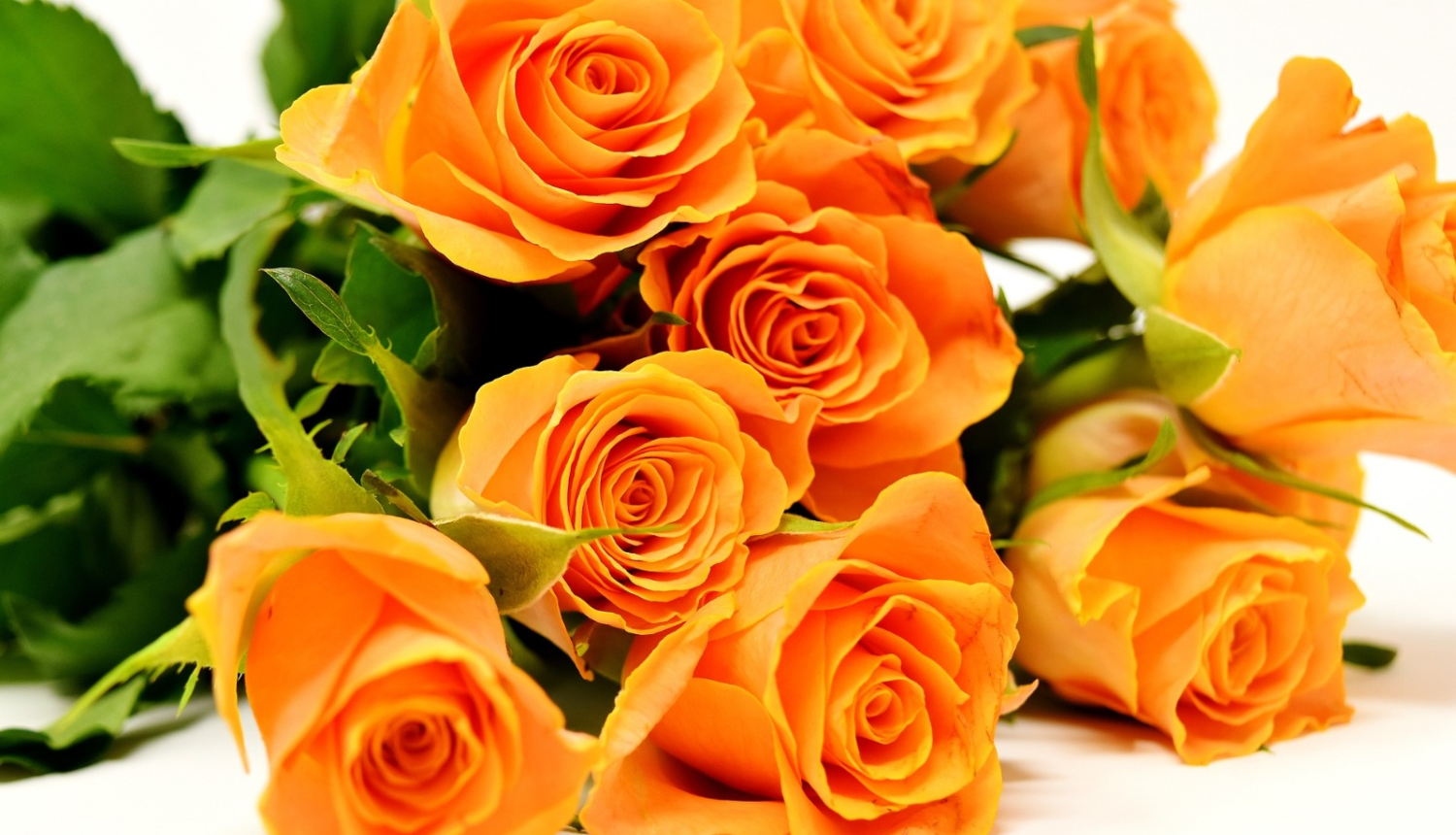 Oranžas rozes un balta fona