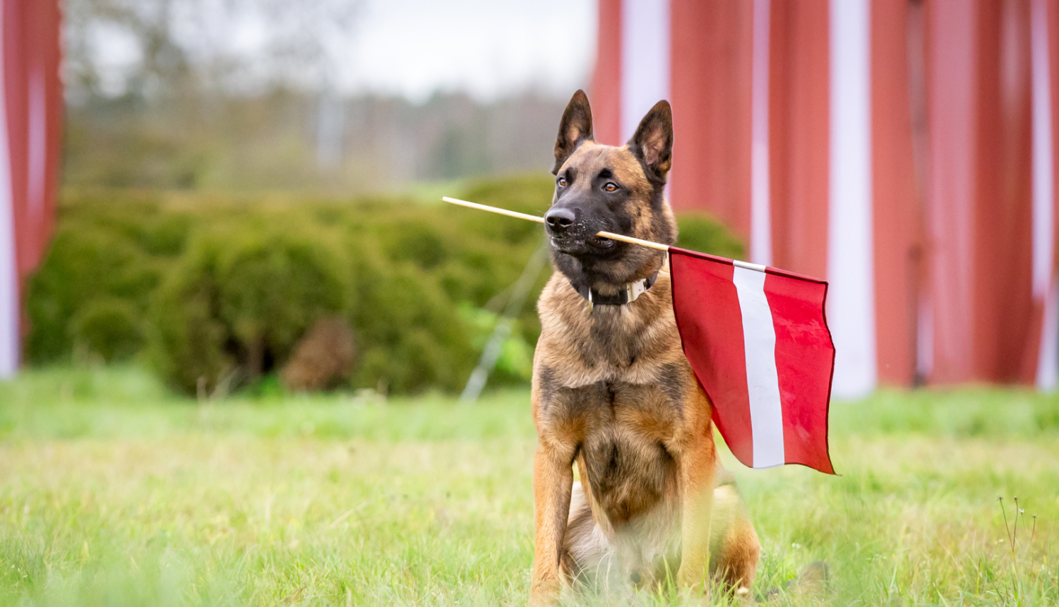 Valsts robežsardzes suns