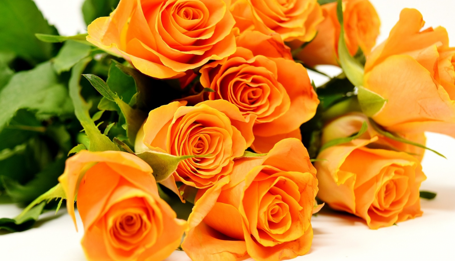 Oranžas rozes un balta fona